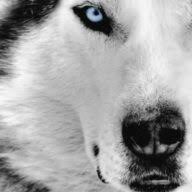 Gray Wolf Solutions logo